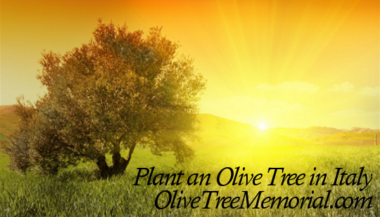 Plant an Olive Tree in Italy